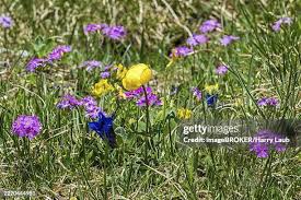 Attēlu rezultāti vaicājumam “Primula farinosa flower”