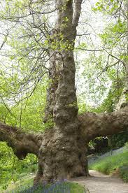 Attēlu rezultāti vaicājumam “Liriodendron tulipifera”