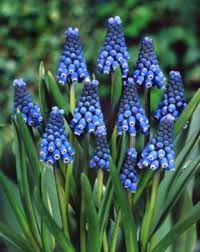 Attēlu rezultāti vaicājumam “Muscari botryoides flower”