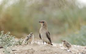 Image result for Glareola pratincola