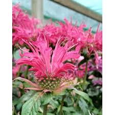 Image result for Pulmonaria Silverado