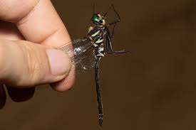 Attēlu rezultāti vaicājumam “Comatricha ellae stalked”