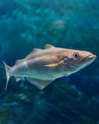 Image result for Pollachius pollachius