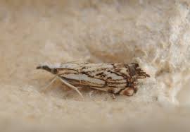 Attēlu rezultāti vaicājumam “Catoptria falsella”