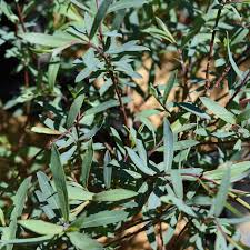 Attēlu rezultāti vaicājumam “Salix purpurea”