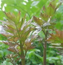 Image result for Liebstöckel