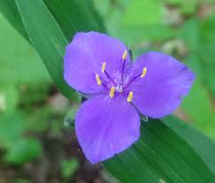 Attēlu rezultāti vaicājumam “Tradescantia virginiana flower”