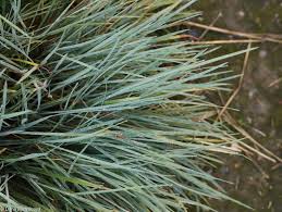 Attēlu rezultāti vaicājumam “Koeleria glauca leaf”