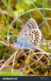 Attēlu rezultāti vaicājumam “Plebejus idas underside”