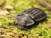 Attēlu rezultāti vaicājumam “Peltis grossa”