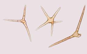 Attēlu rezultāti vaicājumam “Cheilymenia stercorea”