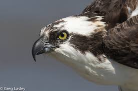 Image result for Pandion haliaetus