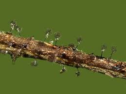 Attēlu rezultāti vaicājumam “Lamproderma pseudomaculatum spores”