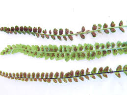 Attēlu rezultāti vaicājumam “Asplenium viride”