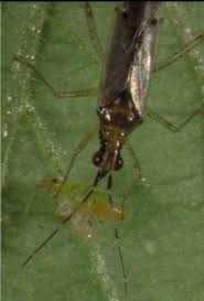 Attēlu rezultāti vaicājumam “Dicyphus sp.”