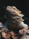 Inland Bearded Dragon - Answers in Genesis