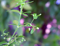 Attēlu rezultāti vaicājumam “Galium trifidum”