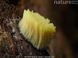 Attēlu rezultāti vaicājumam “Stemonitis sp.”