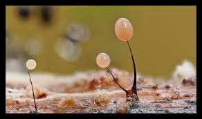 Attēlu rezultāti vaicājumam “Diderma subincarnatum”