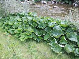 Image result for Petasites officinalis