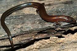 Attēlu rezultāti vaicājumam “Lycogala convexum sessile”