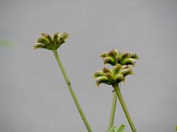Attēlu rezultāti vaicājumam “Caltha palustris fruit”