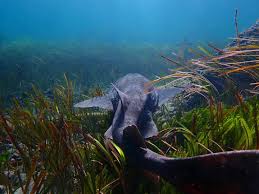 Image result for Cephaloscyllium laticeps