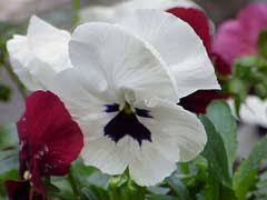 Image result for Viola x wittrockiana `Hiemalis`