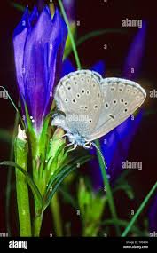 Attēlu rezultāti vaicājumam “Maculinea alcon female”