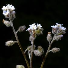 Attēlu rezultāti vaicājumam “Myosotis sparsiflora leaf”