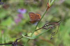 Attēlu rezultāti vaicājumam “Lycaena virgaureae female”