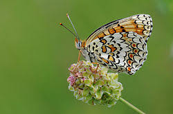 Attēlu rezultāti vaicājumam “Melitaea phoebe upperside”