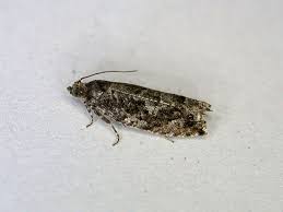 Attēlu rezultāti vaicājumam “Epinotia immundana”