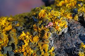 Attēlu rezultāti vaicājumam “Vouauxiomyces santessonii”