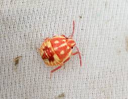 Attēlu rezultāti vaicājumam “Carpocoris sp. nymph”