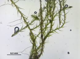 Attēlu rezultāti vaicājumam “Platydictya jungermannioides”