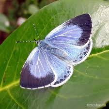 Attēlu rezultāti vaicājumam “Celastrina argiolus female”