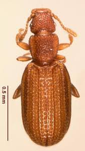 Attēlu rezultāti vaicājumam “Dienerella elongata”