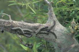 Attēlu rezultāti vaicājumam “Eriogaster lanestris”