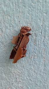 Attēlu rezultāti vaicājumam “Canephora hirsuta larva”