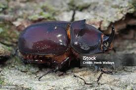 Attēlu rezultāti vaicājumam “Oryctes nasicornis male”