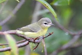 Image result for Vireo philadelphicus