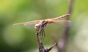 Attēlu rezultāti vaicājumam “Didymium verrucisporum stalked”