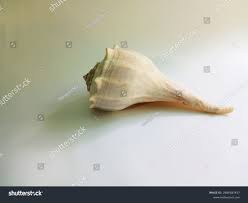 Image result for Sinistrofulgur perversum