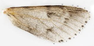 Attēlu rezultāti vaicājumam “Euphydrias aurinia upperside”