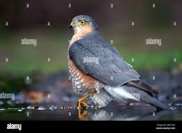 Attēlu rezultāti vaicājumam “Accipiter nisus male”