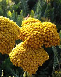 Image result for Achillea filipendulina