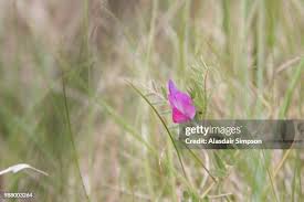Attēlu rezultāti vaicājumam “Vicia lathyroides”