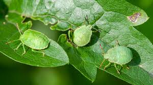 Attēlu rezultāti vaicājumam “Palomena prasina imago”