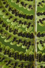 Attēlu rezultāti vaicājumam “Gymnocarpium robertianum”